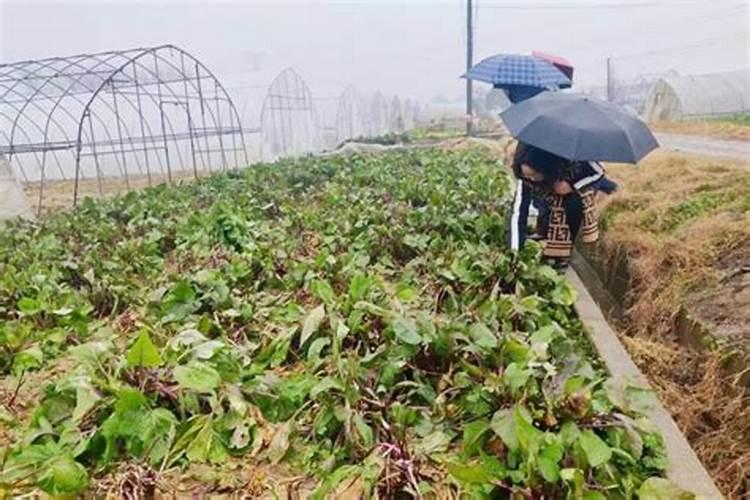 应对雾霾天气确保蔬菜正常生长