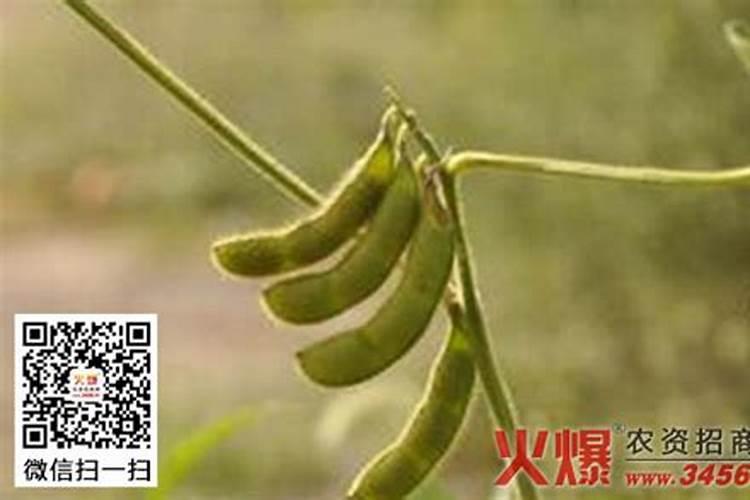 大豆荚而不实的原因是什么？