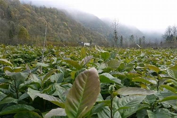 春季播种，药田的黄金季节——药材种植的关键注意事项