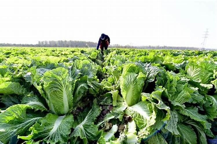 绿色丰收：大白菜种植的关键管理事项