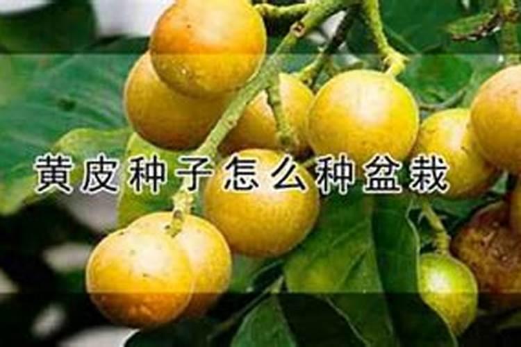 如何解决鸡心黄皮开花结果少？