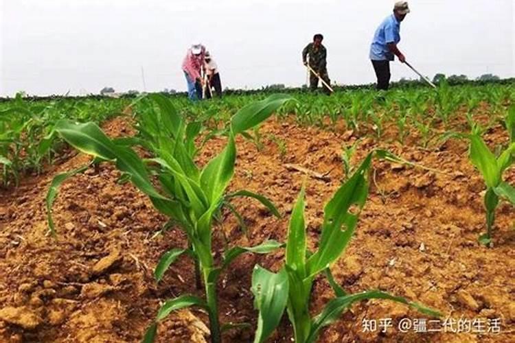 除草剂发挥高效药效的方法归拢？