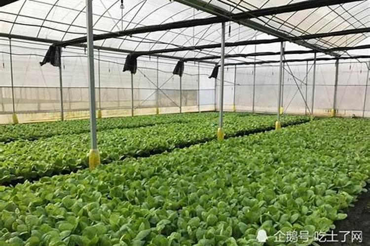 种植大棚韭菜有政策补贴吗？相关种植技术有哪些？