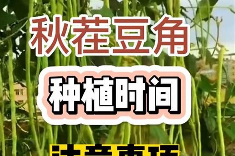 秋豆角栽培技术