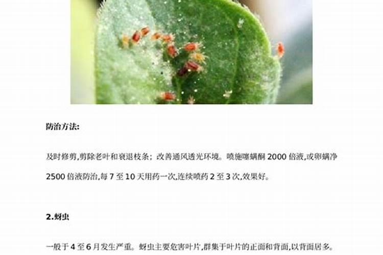 月见草的守护：解析主要病虫害及其防治策略