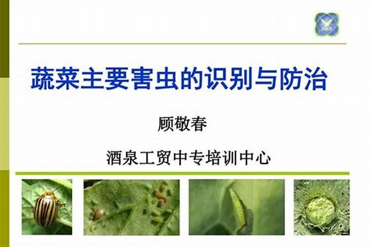 守护绿色防线：蔬菜病虫防治与对口农药的精准应用