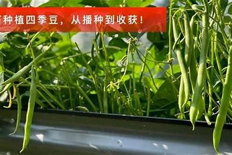 秋季白菜种植技术全攻略：从播种到收获的详细指南