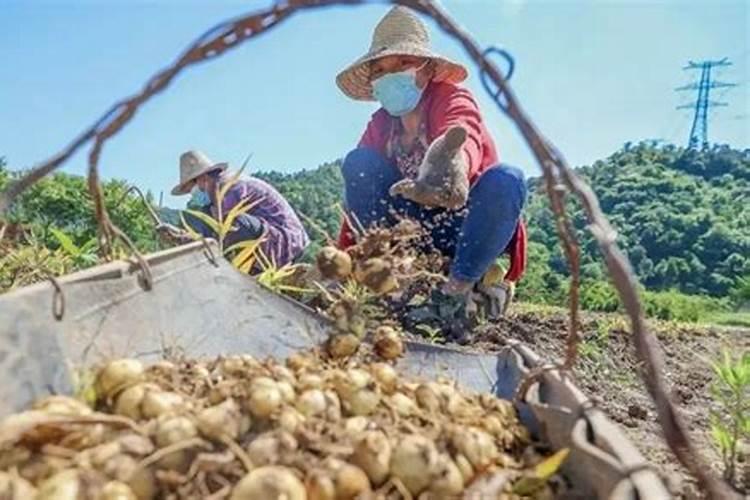 揭秘浙贝的规范化栽培技术：从种植到收获的全过程