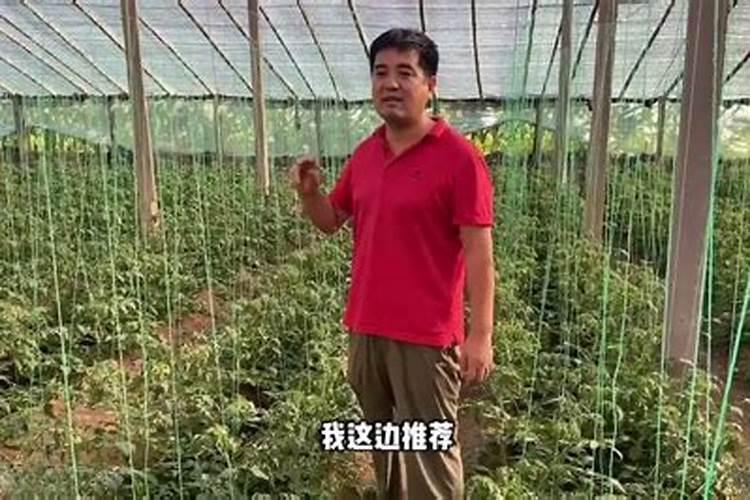 番茄控旺用什么？