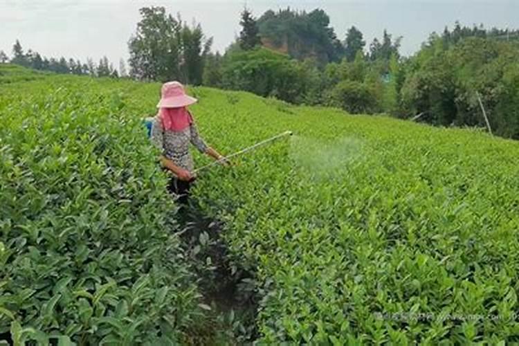 守护绿色宝地：茶园农药施用的六大智慧策略