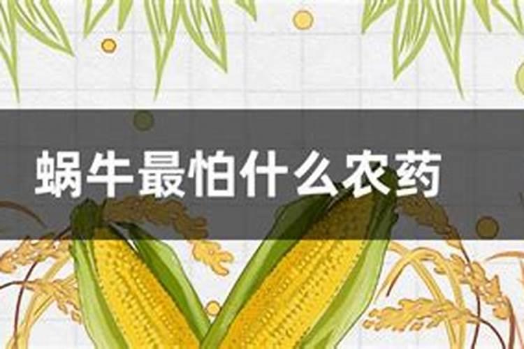 什么农药快速治蜗牛？