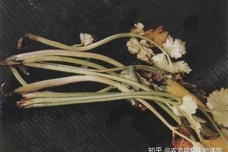 西洋菜根系腐烂，有臭味，如何防治？