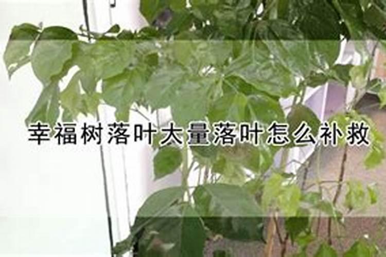 家里种植的幸福树都落叶了，怎么办？