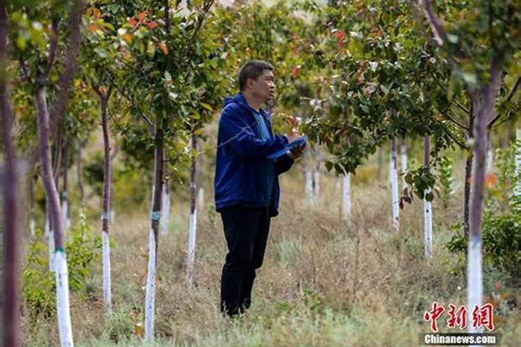 探秘生物农药的内吸性：绿色植保的未来