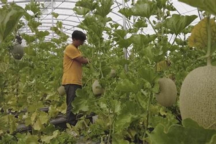 绿色科技的果实：海南反季节哈密瓜无土栽培技术探秘