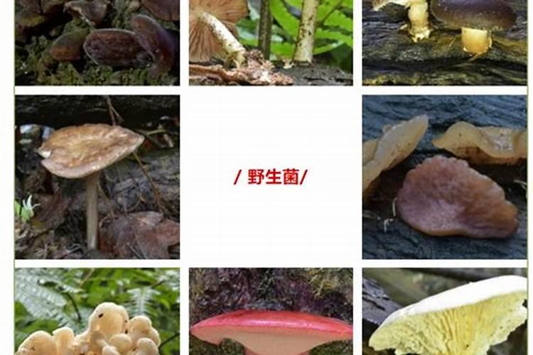 食用菌种的保鲜秘籍：如何有效防治老化？