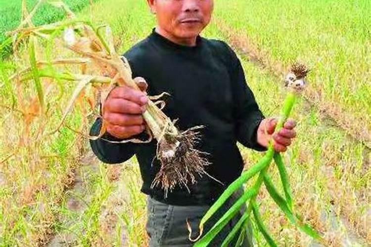 种植大蒜早衰是什么原因？如何预防？