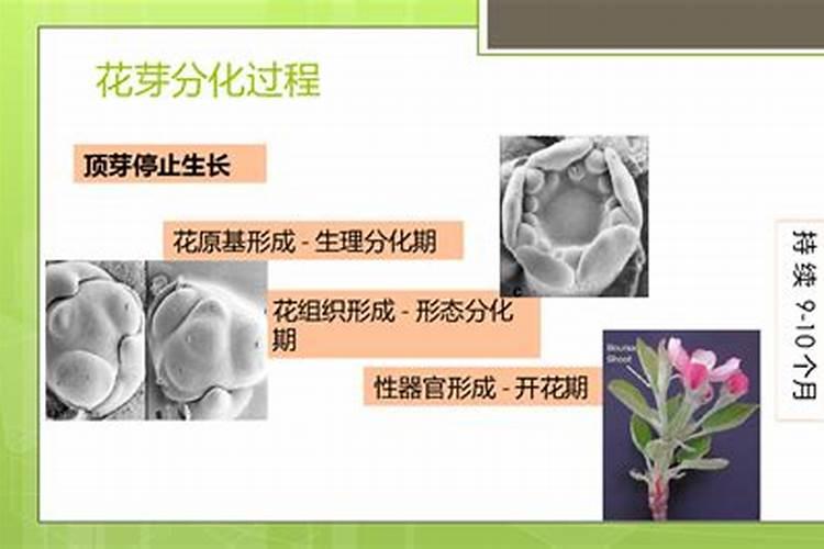 果树大小年形成的原因及预防措施