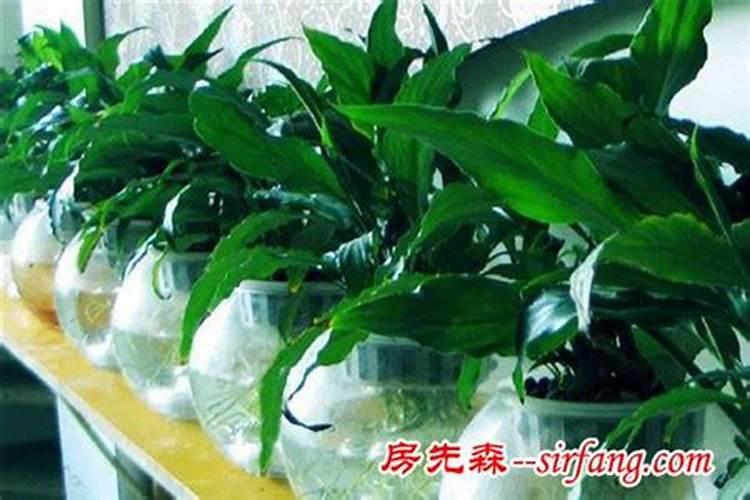 绿意盎然：水培植物的用途与养护秘籍