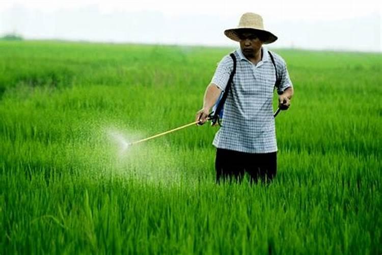 雨季农药使用的智慧：科学施药与技巧掌握