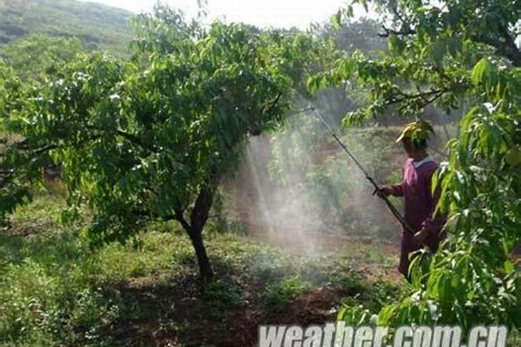 雨季农药使用的智慧：科学施药与技巧掌握