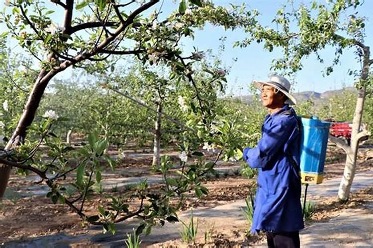 果树花前怎么补磷肥最好？