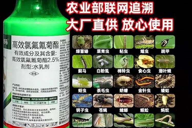 根据不同害虫如何选用合适的玉米杀虫剂？