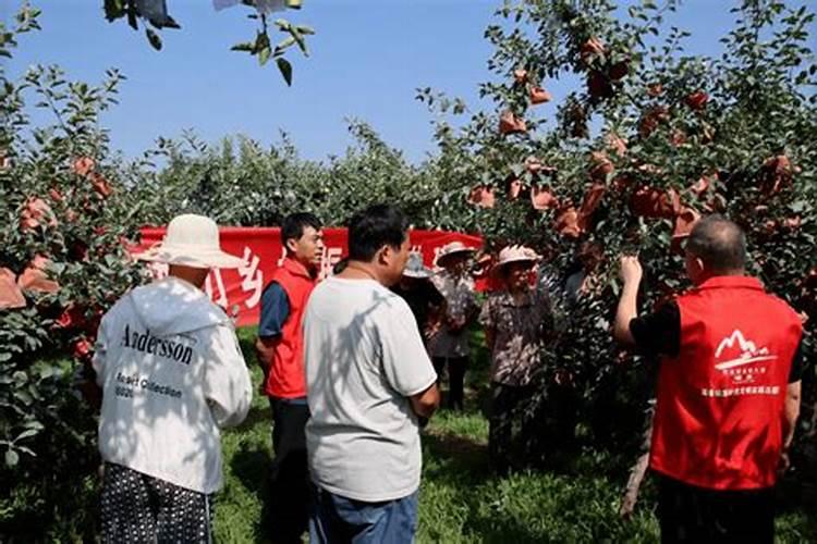 苹果夏季管理新模式