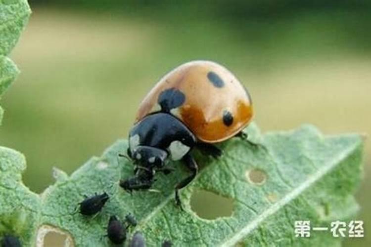 自然界的小小卫士：昆虫在害虫防治中的角色