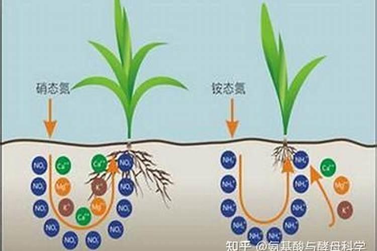 植物营养的奥秘：铵与硝态氮的吸收之谜