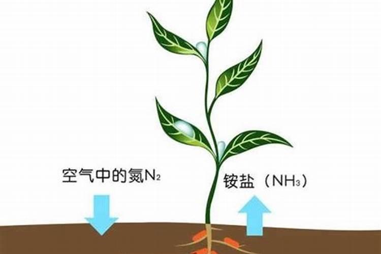 植物营养的奥秘：铵与硝态氮的吸收之谜