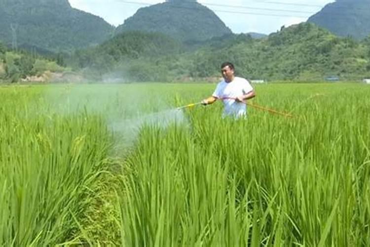 大自然的微妙平衡：以虫观农，智慧使用生物农药