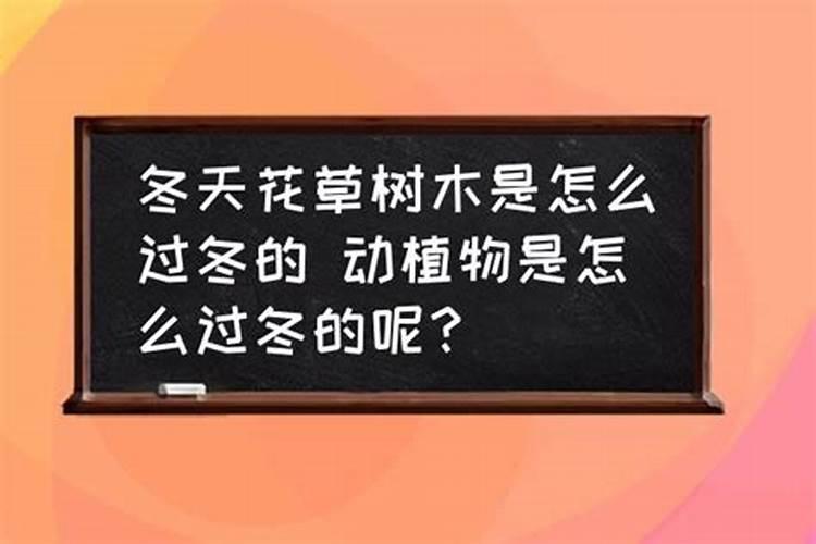 花木过冬怎么防冻？