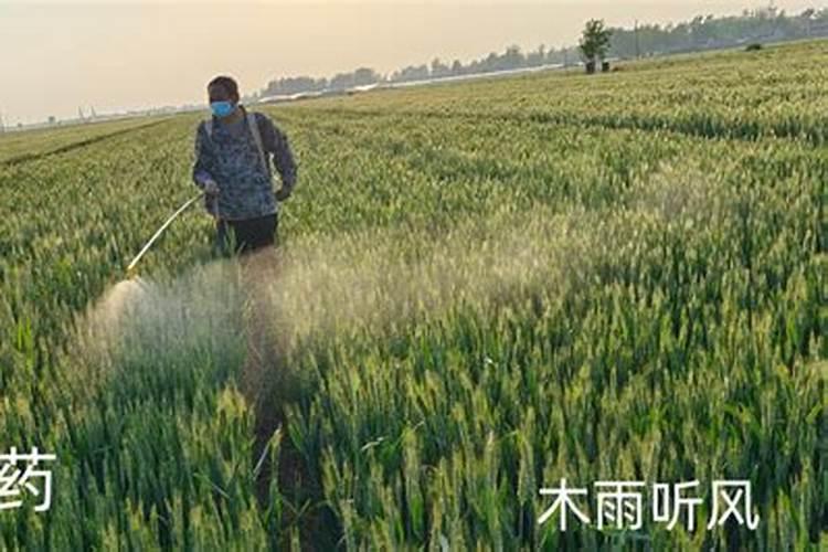 雨中坚守：揭秘抗雨水农药的科技力量