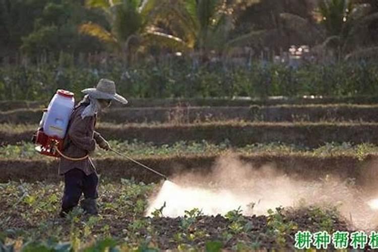 守护绿色田园：细菌生物农药使用要点全解析