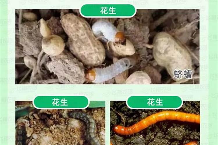 花生生长后期地下害虫防治的关键策略