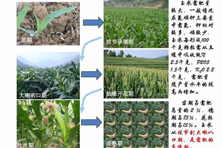 吉林省玉米病虫害的发生及防治