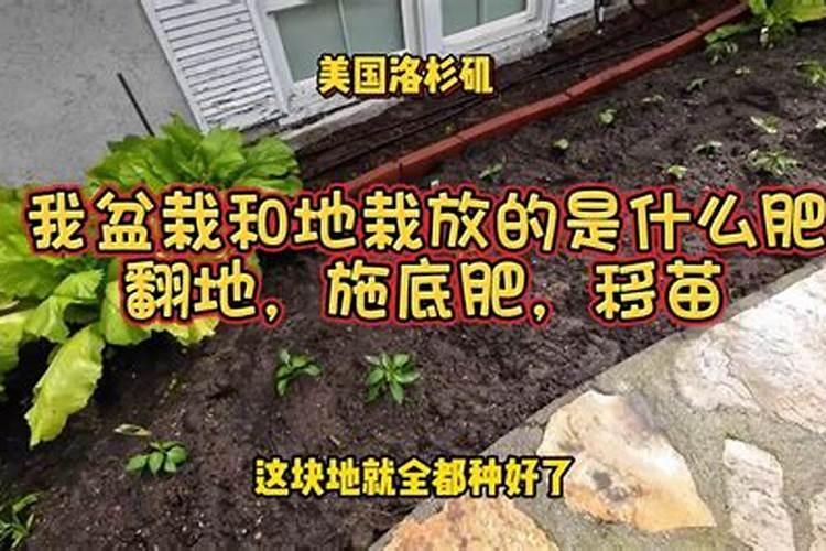 底肥的奥秘：植物生长的地基工程