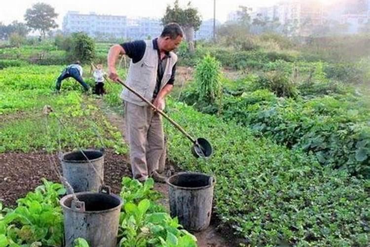 底肥的奥秘：植物生长的地基工程