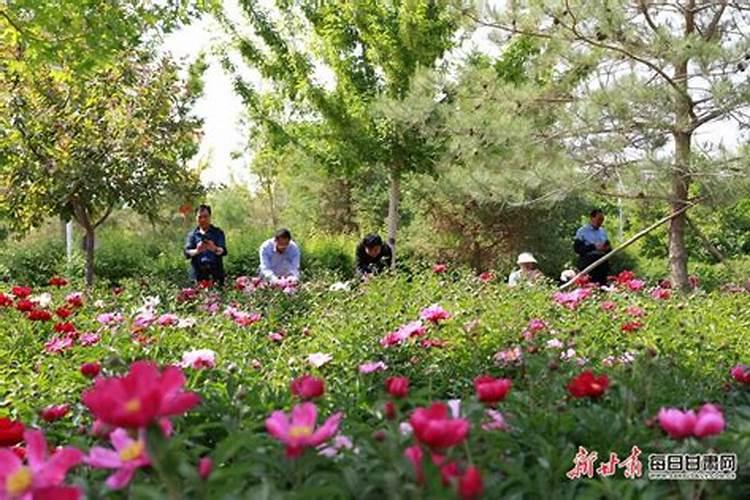 芙蓉花开正盛时：施肥的艺术与科学