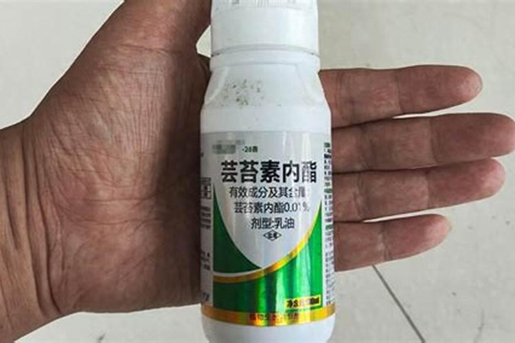 玉米喷芸苔素几天见效果？