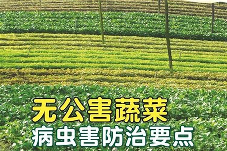 蔬菜病害防治要点