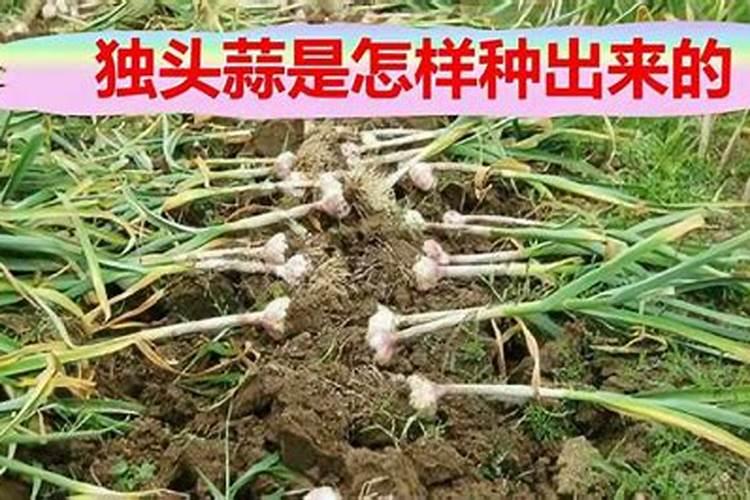 独蒜的种植秘籍：掌握要点，收获满满