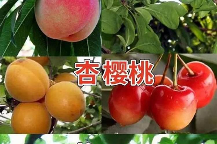 果树秋施基肥如何把握施肥量？