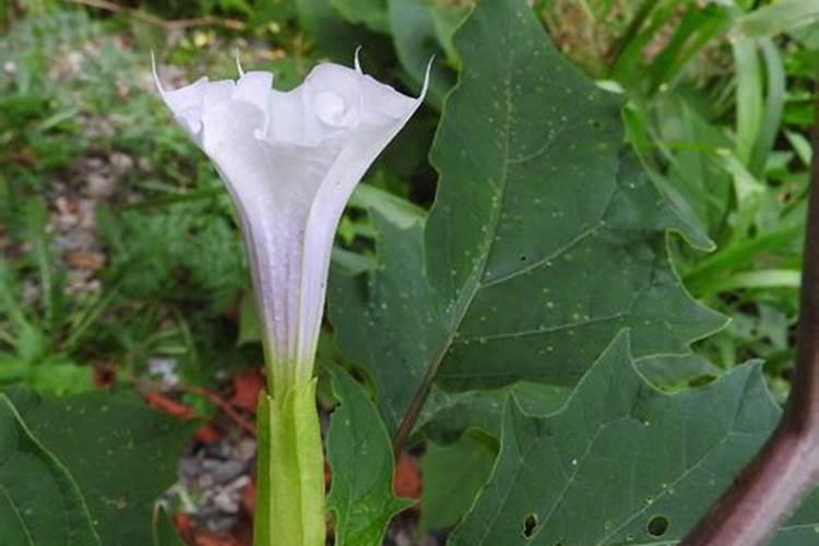 曼陀罗花药培养：掌握关键要素，迈向成功之路