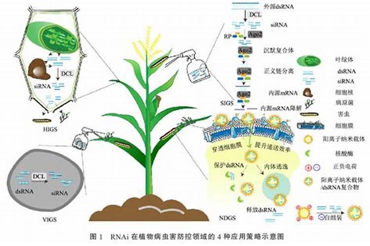 有机合成农药的化学结构揭秘：多样化与特异性？