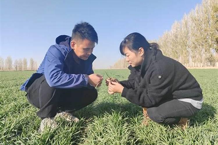 科学施肥，为油菜越冬保驾护航