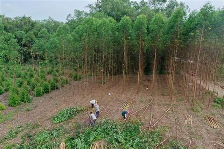 桉树怎么种才高产？桉树高产栽培技术规范