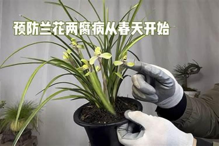 守护兰花健康：防治二腐病的用药策略