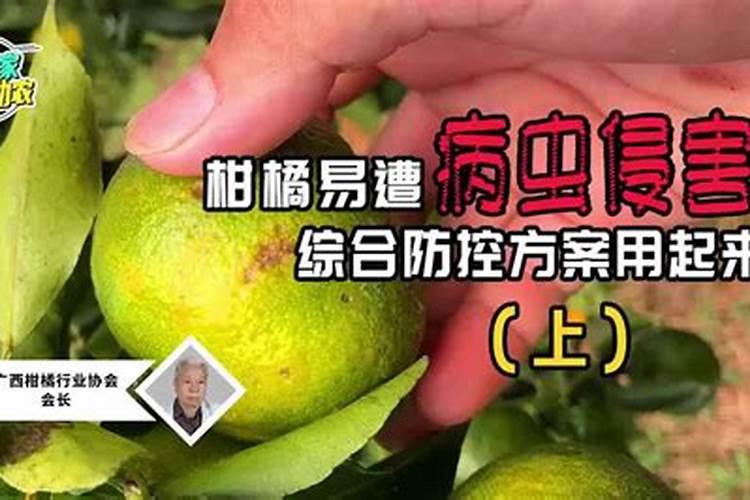 柑橘要如何做好病虫害防治？